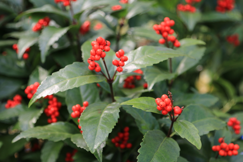 SARCANDRA GLABRA - TH Thảo dược